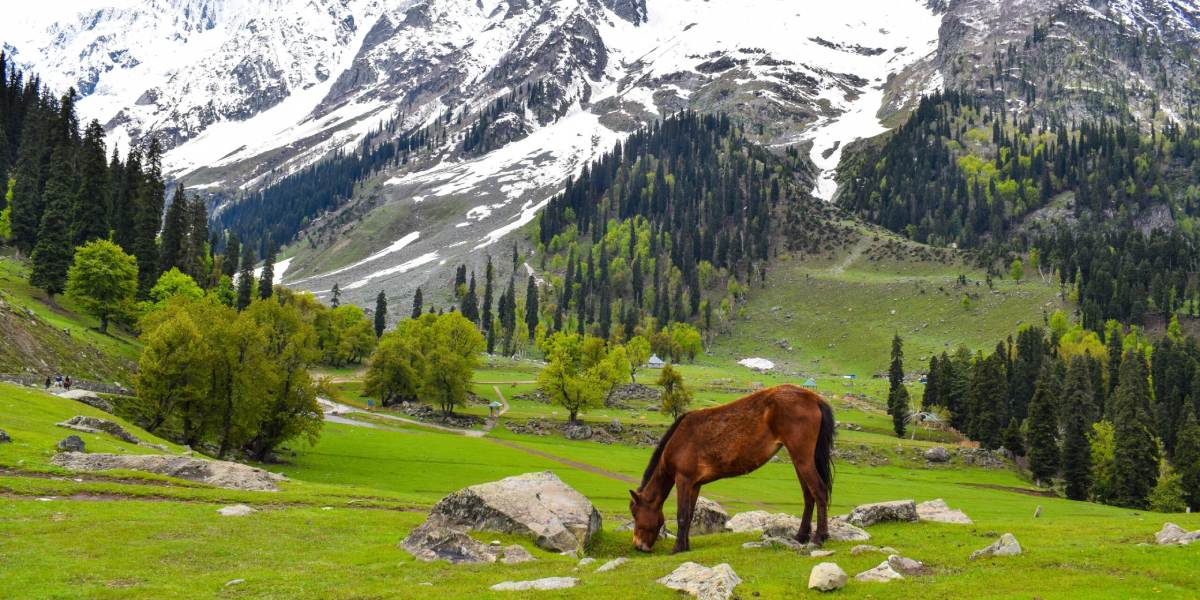 Amritsar to Kashmir Lakes & Valleys Tour